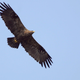 A Steppe Eagle over India.